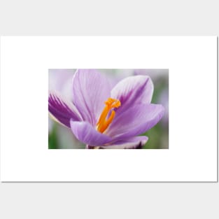 Crocus  'Spring Beauty' Posters and Art